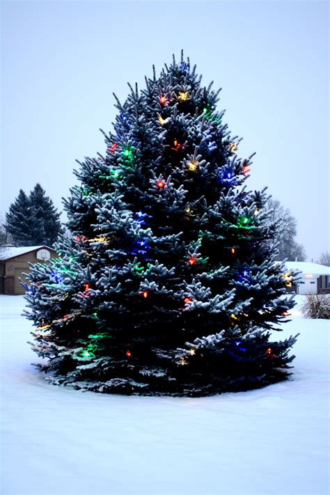 Free christmas tree - Nov 21, 2016 · National Tree Company’s 7.5-foot Feel Real Downswept Douglas Fir (PEDD1-D12-75) is our pick among artificial Christmas trees. We’ve seen much pricier trees that look somewhat more realistic ... 